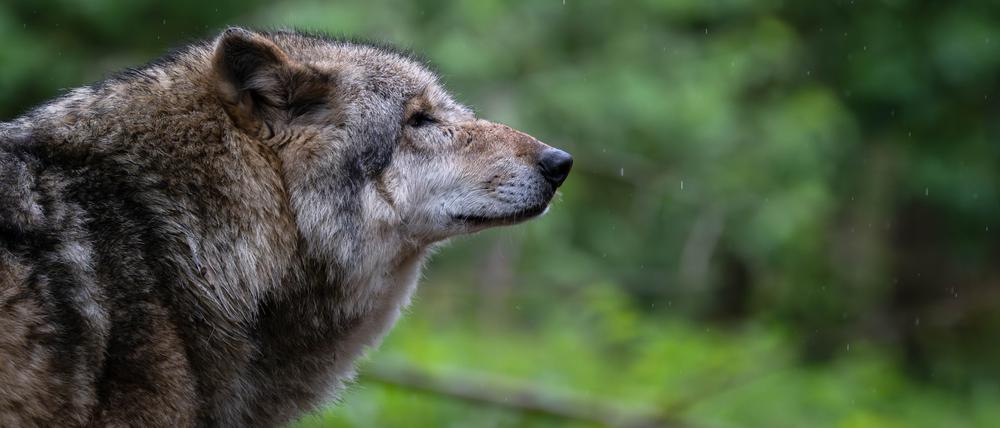 Ein Europäischer Grauwolf in einem Gehege vom Wolfcenter Dörverden (Archivbild).