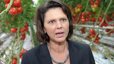 Verbraucherministerin Aigner lässt sich demonstrativ zwischen bayerischen Tomaten ablichten. 