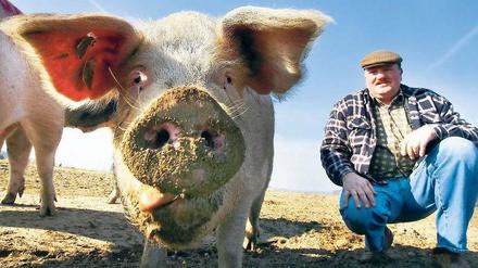 Ökologisch gemästet. Zu den Brandenburger Produzenten von Bio-Schweinefleisch gehört Landwirt Bernd Schulz in Gömnigk im Landkreis Potsdam-Mittelmark.