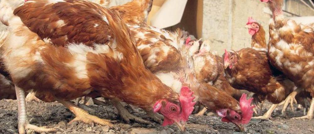 Glückliche Hühner. Um Öko-Eier zu legen, dürfen die Tiere keine künstlichen Futtermittelzusätze bekommen. 