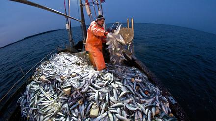 Die Ostsee-Fischer dürfen im nächsten Jahr mehr Hering fangen.