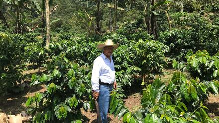 Der Kaffeebauer Jose de Leon steht auf einer Plantage im guatemaltekischen Department San Marcos. Wegen des niedrigen Weltmarktpreises sehen die Erzeuger ihre Existenz gefährdet. 