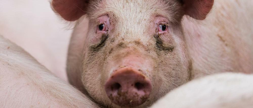 Mit Schweinefleisch soll begonnen werden, später sollen andere Tierarten folgen. 
