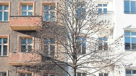 Alt gegen neu. Viele Mieter fürchten bei einer Modernisierung um ihre günstigen Wohnungen. Auch in Berlin finden sich wie hier viele sanierte neben unsanierten Häusern. Foto: dpa