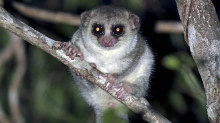 Primaten wie Fettschwanz-Makis können gut räumlich sehen und leise klettern.