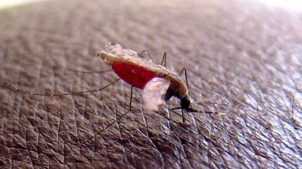 Eine Mücke der Art Anopheles gambiae bei der Blutmahlzeit.
