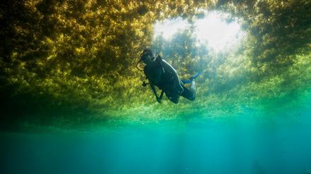 Ein Taucher schwimmt in einer Schicht von Algen in Puerto Morelos, Mexiko.
