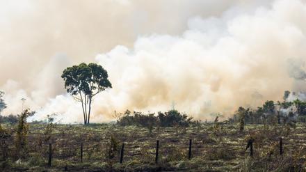 Der Regenwald am Amazonas wird brandgerodet um Weideland zu erschließen.