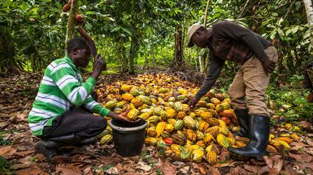 Der Kakaobauer Antoine Kakule Kihumuledi (rechts) öffnet Kakaoschoten mit einem Stock.