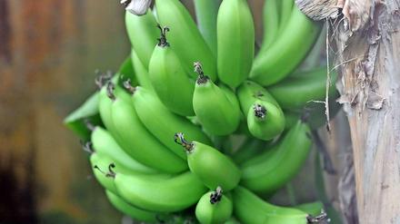 Grüne Bananen an einer Staude. Die Früchte wachsen nach oben, ins Licht. Dabei krümmen sie sich.