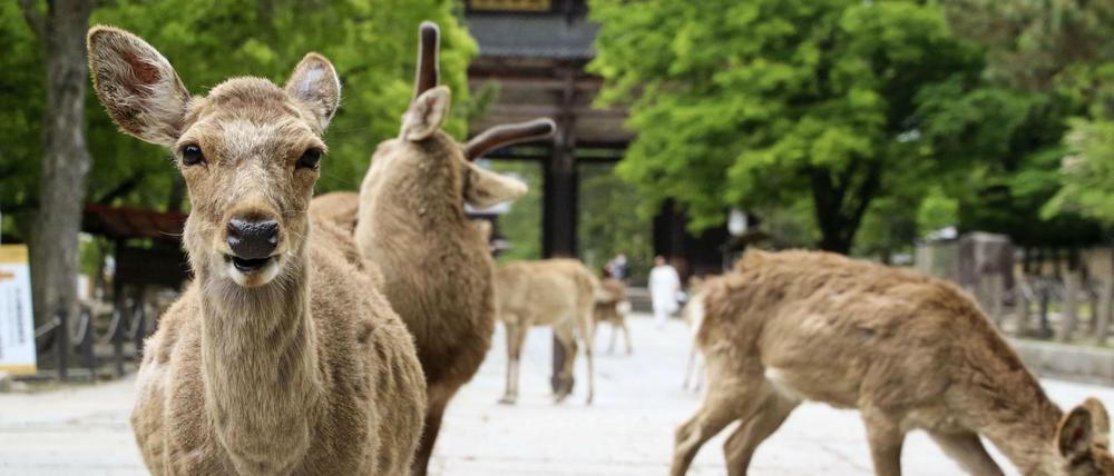 Sika-Hirsche stehen vor einem Tempel im japanischen Nara, wo seit der Pandemie weniger Touristen sind.