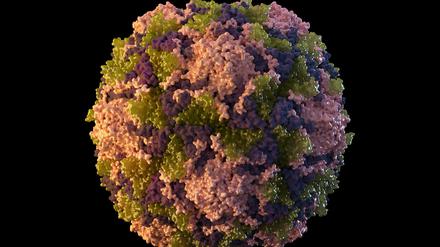Die Illustration des "U.S. Centers for Disease Control and Prevention" aus dem Jahr 2014 zeigt ein Poliovirus-Partikel.