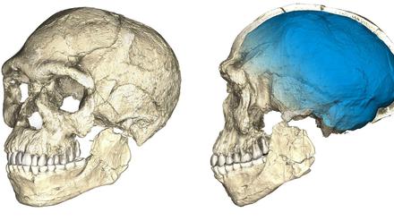 Basierend auf Computertomographie-Bildern von den am Djebel Irhoud gefundenen Knochenfragmenten, haben Forscher des Max-Planck-Instituts für Evolutionäre Anthropologie den Schädel, das moderne Züge tragende Gesicht und die noch archaisch kleine Hirnkapsel (blau) der 300000 Jahre alten Steinzeitmenschen rekonstruiert.
