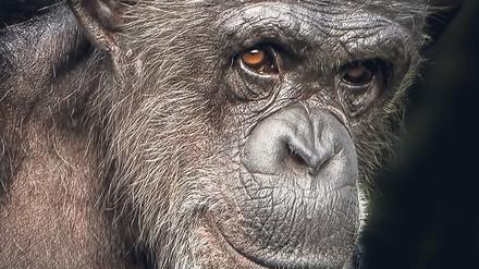 Allein in der Pose zeigt sich die Verwandtschaft zum Menschen. Im Bild ein Schimpansen-Weibchen.