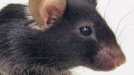 Singstar. Diese Maus aus dem Labor in Osaka tönt wie ein Vogel. Foto: AFP
