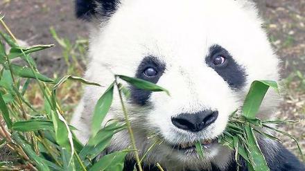 Grünzeug. Zwölf Kilo Bambus frisst ein Großer Panda am Tag. Foto: Reuters