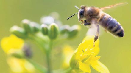 Bienen, Hummeln und andere nützliche Insekten leiden langfristig unter Spritzmitteln. 