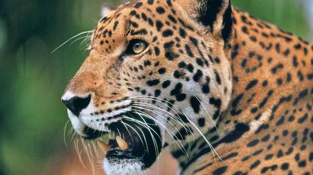 Das Bild zeigt einen Jaguar.