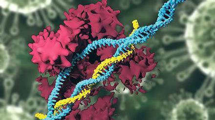 Mit der Gen-Schere Crispr/Cas9 (rot) scheinen auch Eingriffe in die DNA (blau) menschlicher Embryonen oder Keimzellen, und damit in die Keimbahn, möglich. 