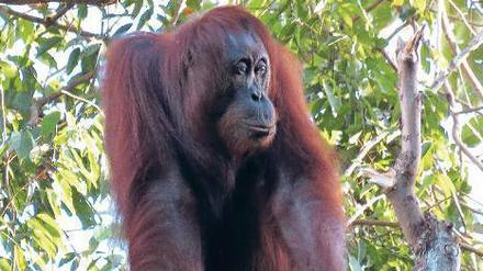 Die Populationen von Orang-Utans auf der Insel Borneo sind drastisch zurück gegangen. 