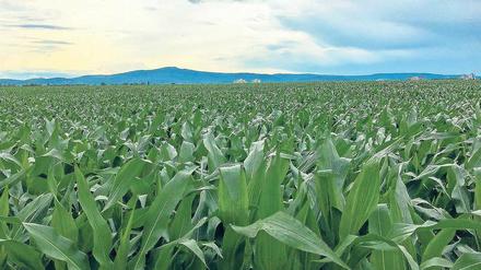 Blick über ein riesiges Maisfeld.