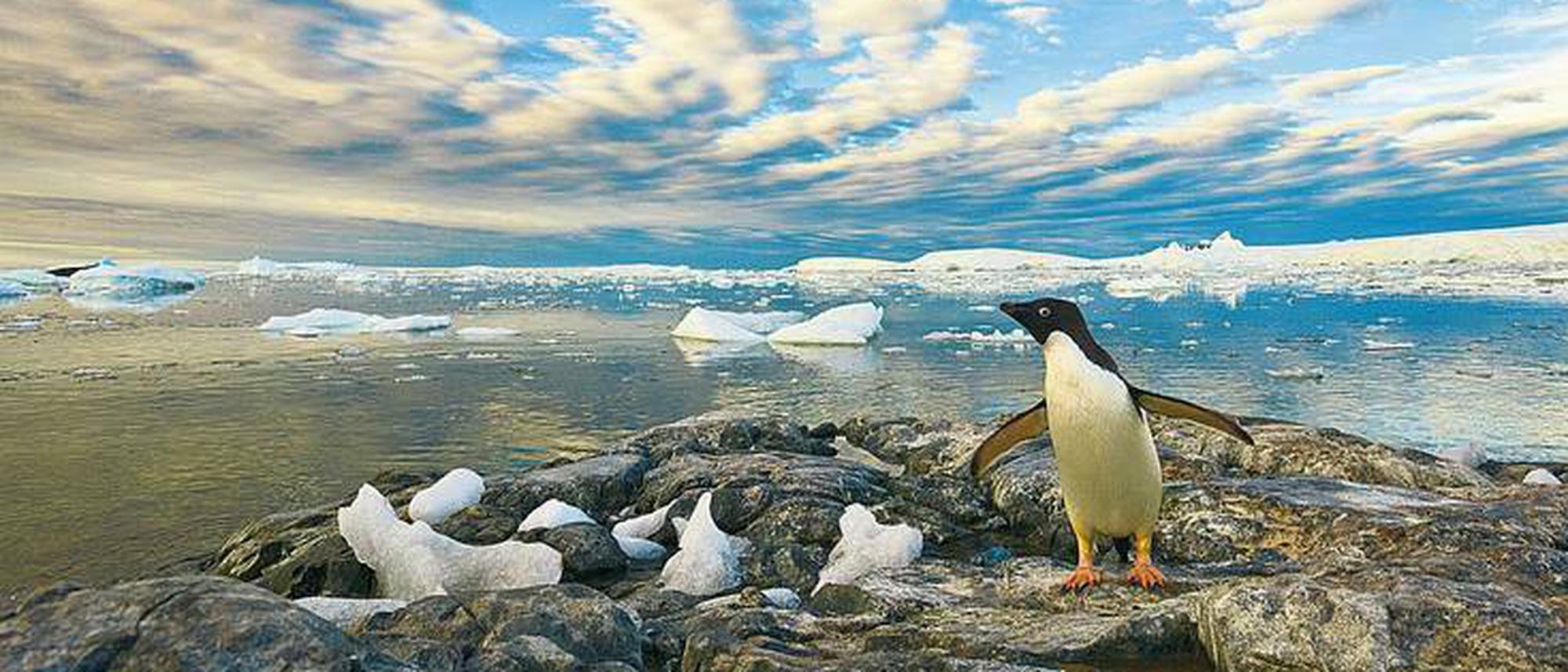 Pinguinen setzt der Klimawandel zu: Die befrackten Gradmesser der  Ozeangesundheit