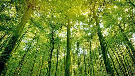 Mächtig waldig. Mit Roteichen und Esskastanien soll der deutsche Wald für den Klimawandel fit gemacht werden. Forstexperten sind skeptisch.