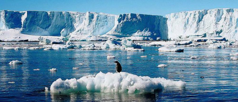 Ein Pinguin steht auf einer wegschmelzenden Eisscholle.