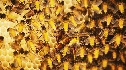 Riesenhonigbienen produzieren mehr als 80 Prozent des indischen Honigs.