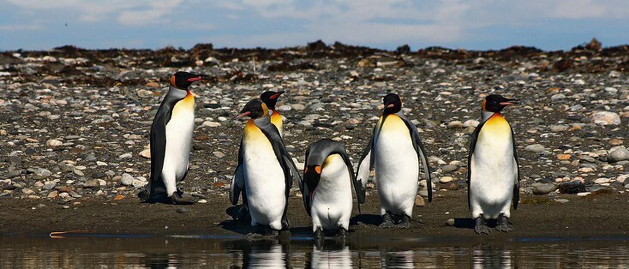 Wo die Reise der Pinguine begann: Evolutionsgeschichte der heutigen Pinguine  begann nicht in der Antarktis