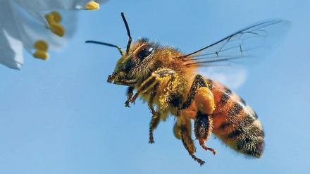 Honigbienen orientieren sich wahrscheinlich auch am Erdmagnetfeld. Dass elektromagnetsiche Wellen des Mobilfunks sie dabei stören, ist eine Hypothese.