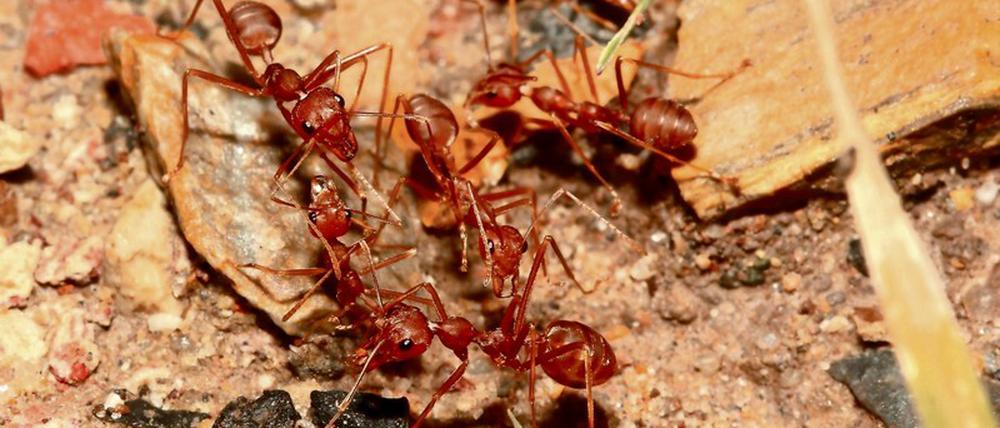 Abschreckendes Aroma. Rote Waldameisen müffeln – jedenfalls meiden bestimmte Spinnen Orte, an denen sich zuvor Myrmica rubra herumgetrieben hat.