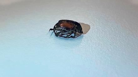 Nur ein toter Käfer... Fund von Popillia japonica aus Basel. 