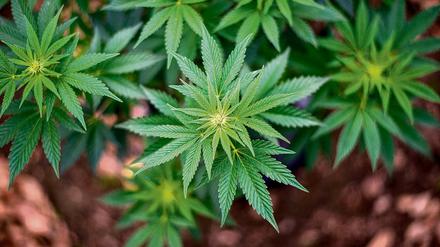 Der Bundestag hat Cannabis einstimmig als Medizin freigegeben.