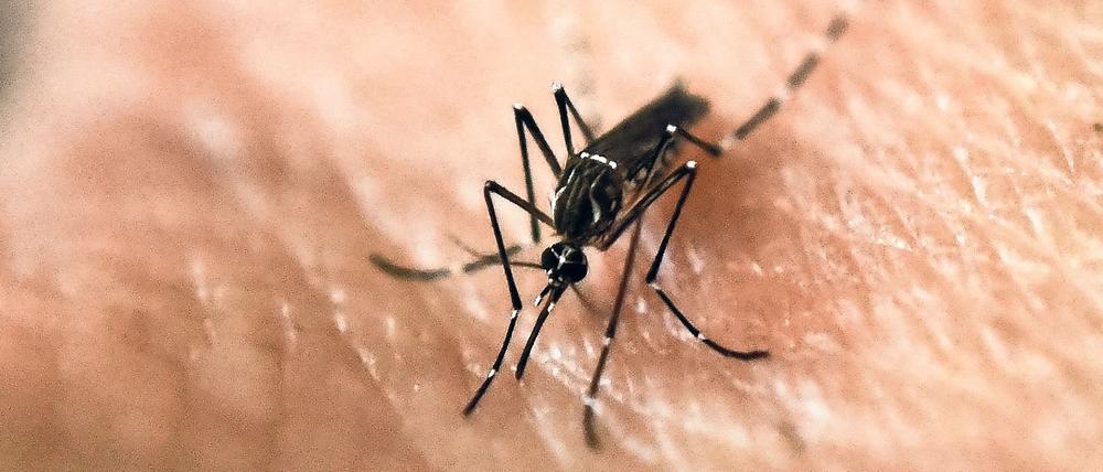 Tigermücken sind tags und nachts aktiv und können beim Stich Dengue-Viren übertragen.