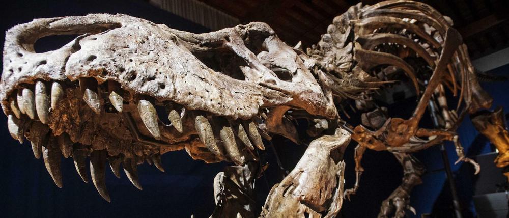Vulkanausbrüche überstanden Dinosaurier wie Tyrannosaurus rex hunderttausende von Jahren, erst der Einschlag eines Asteroiden ließ sie aussterben, sind sich Forscher jetzt sicher.