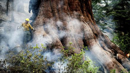 Ein Feuerwehrmann schützt einen Mammutbaum beim Washburn-Feuer im Yosemite-Nationalpark.